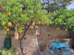 Oranges by pool